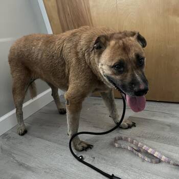 Maisie -  Black Mouth Cur Dog for Adoption in Richmond Hill, Georgia - Maisie | PetCurious