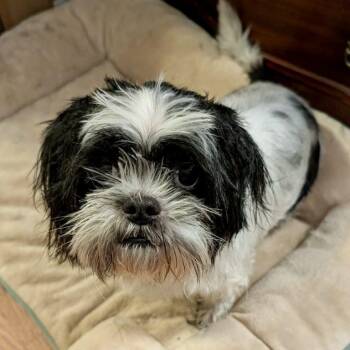 Shih Tzu Dogs Available for Adoption in Hillsborough, North Carolina - Griffith | PetCurious