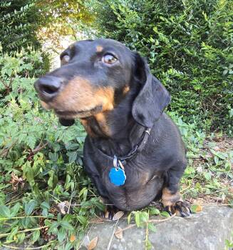 Dachshund Dogs Available for Adoption in Portland, Oregon - Snoopy | PetCurious