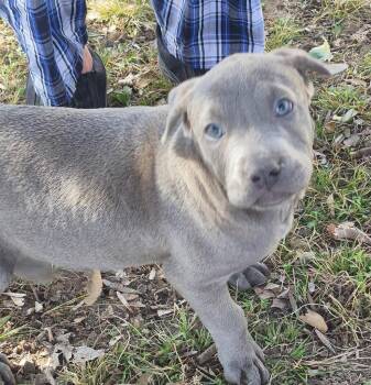 Mixed Breed Dogs Available for Adoption - Calvin | PetCurious