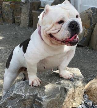Tata -  Pit Bull Terrier Dog for Adoption in Caldwell, New Jersey - Tata | PetCurious