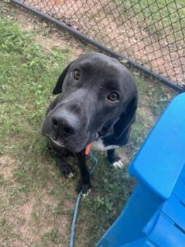 Insole -  Mixed Breed Dog for Adoption in Chamblee, Georgia - Insole | PetCurious