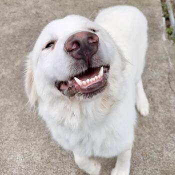 Pirate -  Great Pyrenees and Mixed Breed Dog for Adoption in Chesapeake, Virginia - Pirate | PetCurious