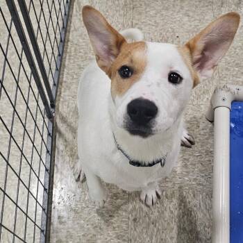 FWT Sammie -  Cattle Dog and Mixed Breed Dog for Adoption in Midland, Texas - FWT Sammie | PetCurious