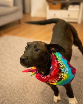Benedict AKA Benny -  Black Mouth Cur and Black Labrador Retriever Dog for Adoption in Houston, Texas - Benedict AKA Benny | PetCurious
