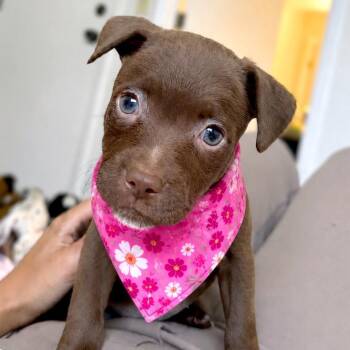 Virgo -  Mixed Breed Dog for Adoption in Tampa, Florida - Virgo | PetCurious