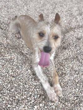 Scampi -  Terrier and Mixed Breed Dog for Adoption in Morristown, New Jersey - Scampi | PetCurious
