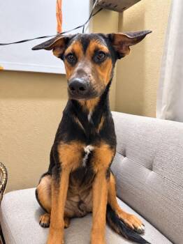 Nash  (Courtesy Post) Foster or Adopt Me! -  German Shepherd Dog Dog for Adoption in Lake Forest, California - Nash  (Courtesy Post) Foster Or Adopt Me! | PetCurious