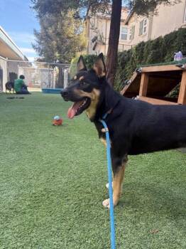 MAYA -  German Shepherd Dog and Mixed Breed Dog for Adoption in San Jose, California - MAYA | PetCurious