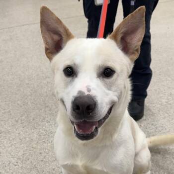 Shepherd Dogs Available for Adoption in Valparaiso, Indiana - Beckett | PetCurious