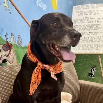 Hank -  Chocolate Labrador Retriever and Mixed Breed Dog for Adoption in Palestine, Texas - Hank | PetCurious