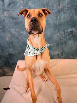 Rescue Mixed Breed Dogs for Adoption in Nashville, Tennessee - Terry | PetCurious