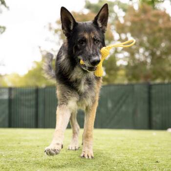 German Shepherd Dog Dogs Available for Adoption in Pleasanton, California - Otis - ECAS | PetCurious