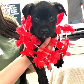 Amber -  Pit Bull Terrier Dog for Adoption in South Elgin, Illinois - Amber | PetCurious