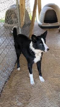 Birdie -  Border Collie Dog for Adoption in Lakewood Ranch, Florida - Birdie | PetCurious