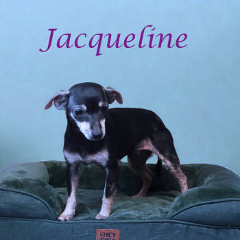Rescue Chihuahua Dogs for Adoption in Lebanon, Tennessee - Jacqueline D25-193 | PetCurious