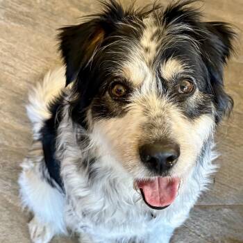 Australian Shepherd and Terrier Dogs Available for Adoption in Toronto, Ontario - Cannoli | PetCurious