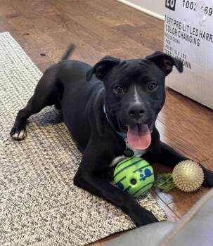 Rescue Black Labrador Retriever and Pit Bull Terrier Dogs for Adoption in Roswell, Georgia - Micah | PetCurious