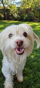 Lily -  Maltese Dog for Adoption in Las Vegas, Nevada - Lily | PetCurious