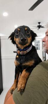 Joey (FOSTERED LOCALLY) -  Dachshund Dog for Adoption in Leverett, Massachusetts - Joey (FOSTERED LOCALLY) | PetCurious