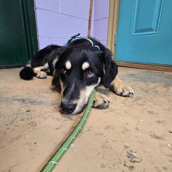 Abe Lincoln -  German Shepherd Dog Dog Available for Adoption in Newport, Tennessee - Abe Lincoln | PetCurious