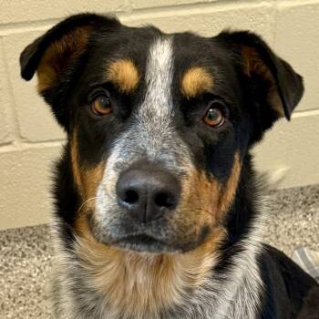 Roadie -  Cattle Dog Dog for Adoption in Hondo, Texas - Roadie | PetCurious