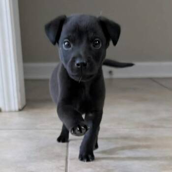 Australian Cattle Dog Blue Heeler and Shepherd Dogs Available for Adoption in Phoenix, Maryland - River | PetCurious