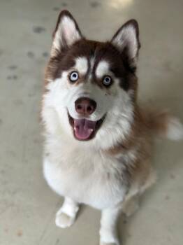 Siberian Husky and Mixed Breed Dogs Available for Adoption - MOOSE | PetCurious