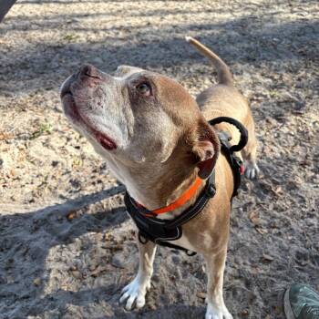 Mixed Breed Dogs Available for Adoption in Gainesville, Florida - Hamlet | PetCurious