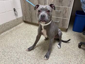 Pit Bull Terrier Dogs Available for Adoption in Colorado Springs, Colorado - BABY BUFFALO | PetCurious