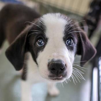 Mixed Breed Dogs Available for Adoption in Bradenton, Florida - Miss Mina | PetCurious