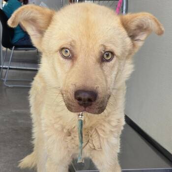 Zephyr -  Mixed Breed Dog for Adoption in Las Cruces, New Mexico - Zephyr | PetCurious