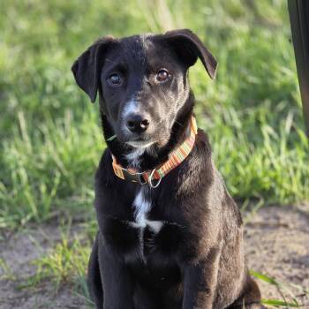 Black Labrador Retriever Dogs Available for Adoption in Shakopee, Minnesota - Ryder | PetCurious