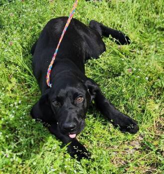 Labrador Retriever Dogs Available for Adoption - 260325  Oakley | PetCurious
