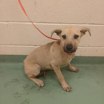 Mixed Breed Dogs Available for Adoption in Memphis, Tennessee - Slinky | PetCurious