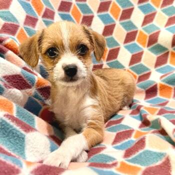 COACH -  Wirehaired Terrier Dog Available for Adoption in La Grange, Kentucky - COACH | PetCurious