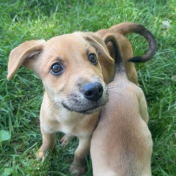 Shaggy -  Australian Shepherd and Mixed Breed Dog for Adoption in Erie, Pennsylvania - Shaggy | PetCurious