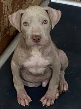 Rescue Pit Bull Terrier Dogs for Adoption in Swainsboro, Georgia - Poe | PetCurious