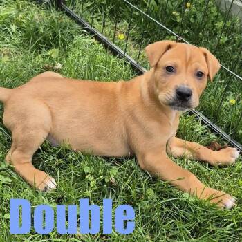 Hound and Shar Pei Dogs Available for Adoption in Ellicott City, Maryland - Double | PetCurious