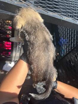 Daisy -  Mixed Breed Dog for Adoption in Hobbs, New Mexico - Daisy | PetCurious