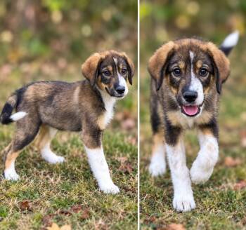 Maple -  Labrador Retriever and Great Pyrenees Dog for Adoption in Russellville, Kentucky - Maple | PetCurious