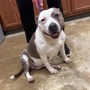 Rosie - 022705U -  Pit Bull Terrier Dog for Adoption in Tupelo, Mississippi - Rosie - 022705U | PetCurious