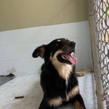 Muffy 26-08-019 -  Border Collie and Mixed Breed Dog for Adoption in Bastrop, Texas - Muffy 26-08-019 | PetCurious