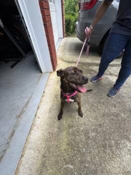 Butter Bean -  Mixed Breed Dog for Adoption in Atlanta, Georgia - Butter Bean | PetCurious