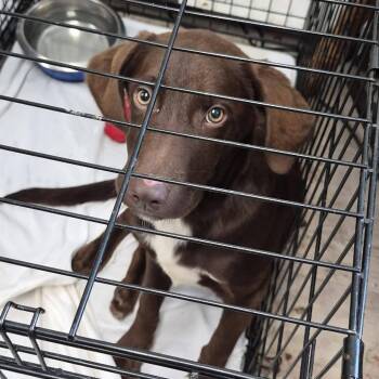 Trapper -  Labrador Retriever and Mixed Breed Dog for Adoption in Hattiesburg, Mississippi - Trapper | PetCurious