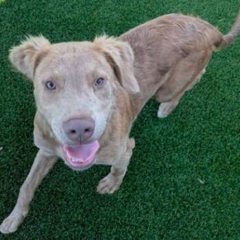 Rigby -  Chesapeake Bay Retriever Dog for Adoption in Dallas, Texas - Rigby | PetCurious
