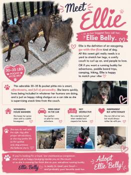 Ellie aka Ellie Belly -  American Staffordshire Terrier and Terrier Dog for Adoption in Corsicana, Texas - Ellie Aka Ellie Belly | PetCurious