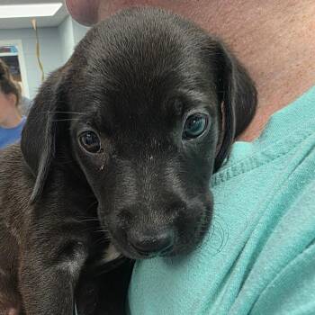 Novalee (Nova) -  Mixed Breed Dog for Adoption in Duncan, Oklahoma - Novalee (Nova) | PetCurious