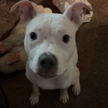 TizzyAnn D12435 -  Pit Bull Terrier Dog for Adoption - TizzyAnn D12435 | PetCurious