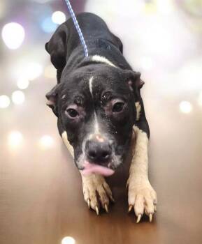 Rescue Mixed Breed Dogs for Adoption in Jacksonville, Florida - LOLLI | PetCurious